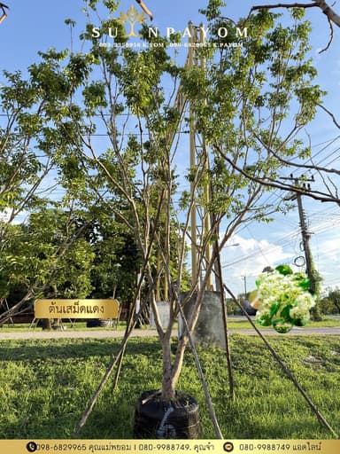 ต้นเสม็ดแดง 6 นิ้ว สูง 4 เมตร