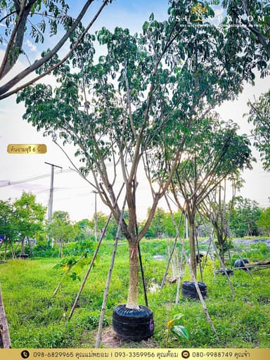 จามจุรี 6 นิ้ว