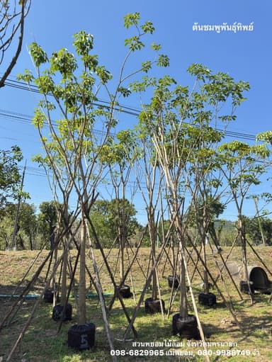 ต้นชมพูพันธุ์ทิพย์ 5 นิ้ว