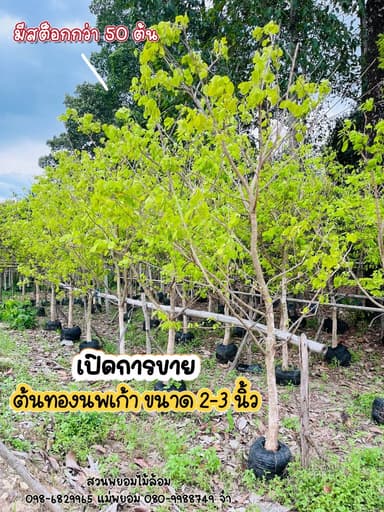 ต้นทองนพเก้า ชะแมบทอง 2-3 นิ้ว