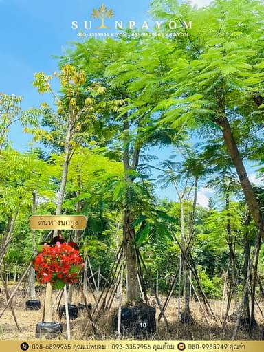 ต้นหางนกยูง 10 นิ้ว (ดอกสีแดง)