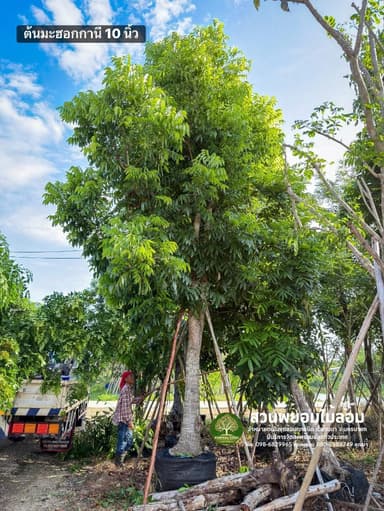 ต้นมะฮอกกานี 10 นิ้ว