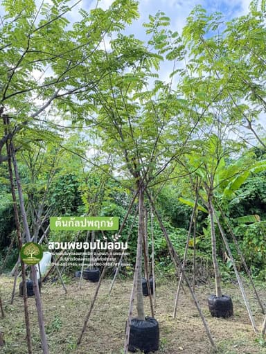 ต้นกัลปพฤกษ์ 4-5 นิ้ว