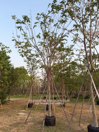 ต้นกัลปพฤกษ์ 5 นิ้ว