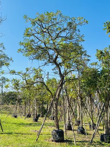 เหลืองปรีดียาธร 6 นิ้ว