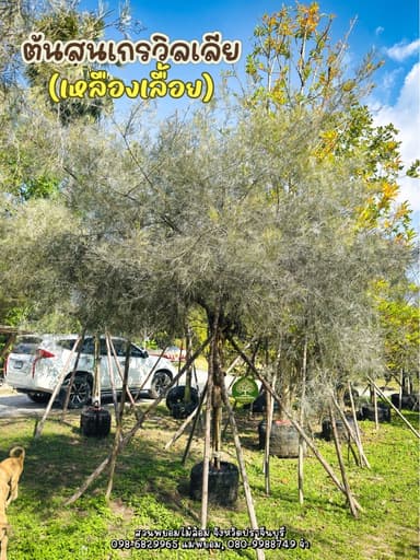 สนเกรวิลเลีย เหลืองเลื้อย