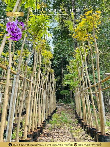 เสลา ขนาดลำต้น 2 นิ้ว สูง 3 เมตร
