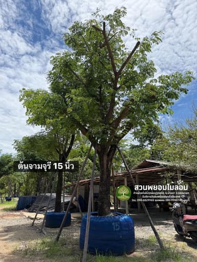 ต้นจามจุรี 15 นิ้ว