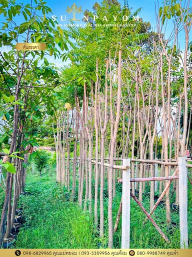 ต้นสะเดา ขนาดลำต้น 2 นิ้ว สูง 3 เมตร