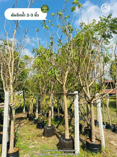 ต้นจิกน้ำ 2-3 นิ้ว