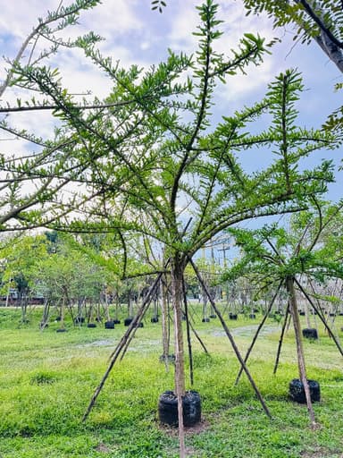 ต้นตีนเป็ดฝรั่ง 4-5 นิ้ว