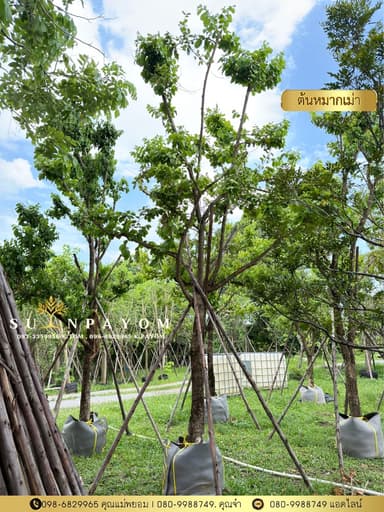 ต้นหมากเม่า 5 นิ้ว สูง 4 เมตร