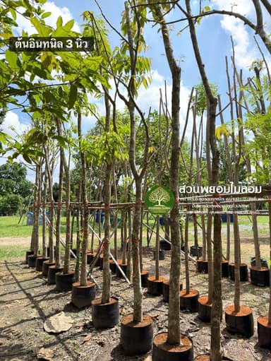 ต้นอินทนิล 3 นิ้ว (สั่งจองล่วงหน้า)