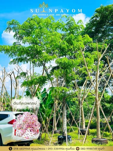 ต้นกัลปพฤกษ์ 8 นิ้ว