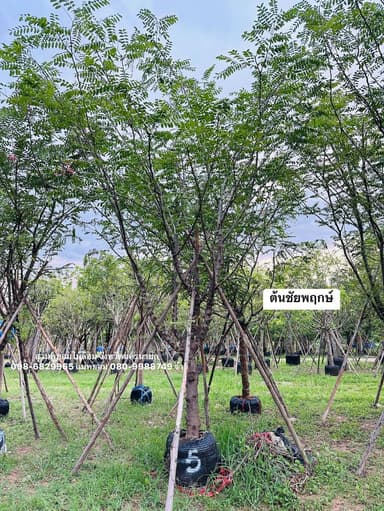 ต้นชัยพฤกษ์ 5-6 นิ้ว 🌿