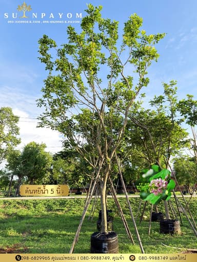ต้นหยีน้ำ (พวงชมพู) 5 นิ้ว สูง 4-5 เมตร