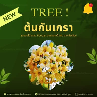 ต้นกันเกรา 5 นิ้ว สูง 4.5 เมตร