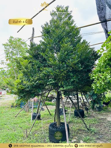 ต้นล่ำซำ ขนาด 4 นิ้ว สูง 3.5-4 เมตร