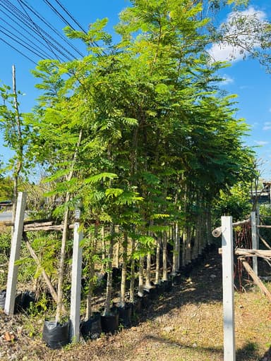 ต้นนนทรี 2 นิ้ว