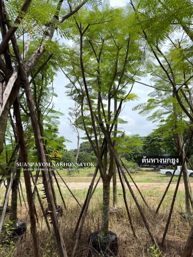 ต้นหางนกยูง 5 นิ้ว (ราคาเคลียร์สต็อก)
