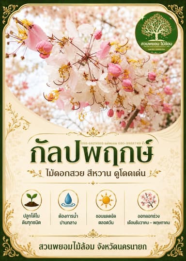 ต้นกัลปพฤกษ์ 4-5 นิ้ว