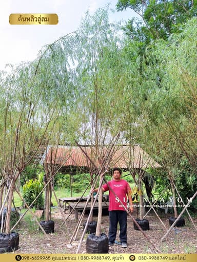 ต้นหลิวลู่ลม 3 นิ้ว สูง 3.5-4 เมตร
