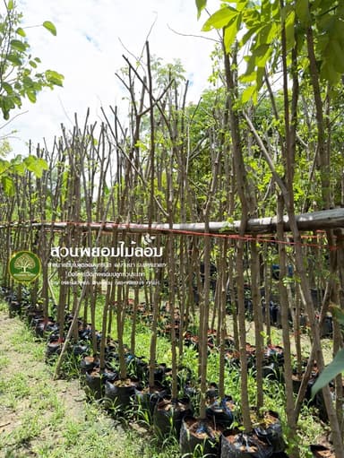 ต้นกัลปพฤกษ์ 1.5 นิ้ว (สั่งจองล่วงหน้า)