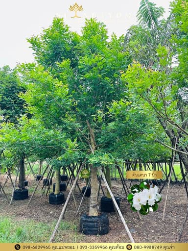 ต้นแคนา ขนาด 7 นิ้ว สูง 5 เมตร