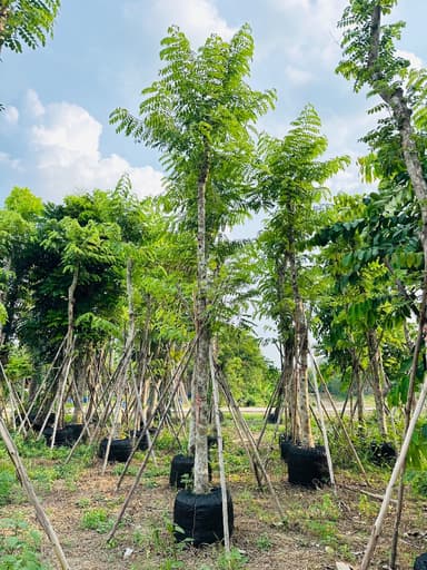 ต้นกัลปพฤกษ์ 6 นิ้ว สูง 5 เมตร