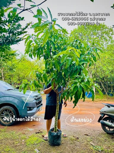 ต้นมะม่วงน้ำดอกไม้สีทอง 2 นิ้ว