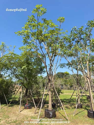 ต้นชมพูพันธุ์ทิพย์ 7 นิ้ว