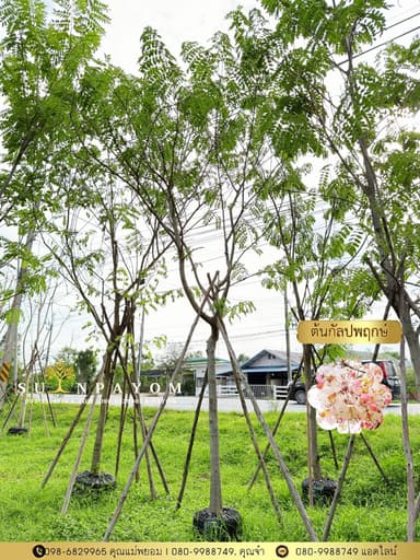 ต้นกัลปพฤกษ์ 5 นิ้ว สูง 4.5 เมตร