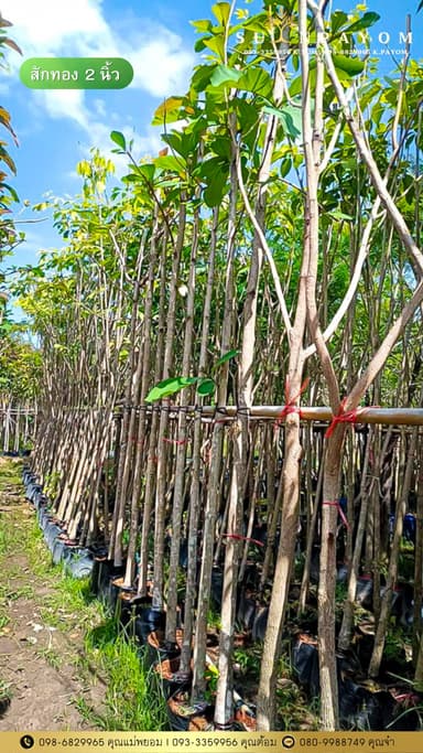 สักทอง 2 นิ้ว (ต้องสั่งล่วงหน้า 2-3 วัน)