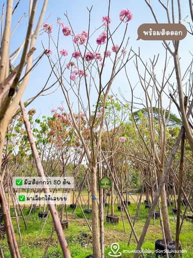 ต้นชมพูพันธุ์ทิพย์ 4-5-6 นิ้ว (กำลังติดดอก)