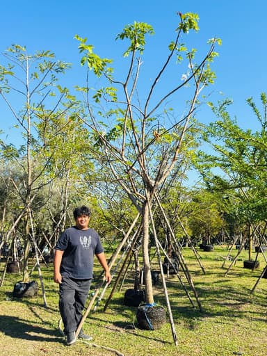 คูนขาว ขนาด 4 นิ้ว 