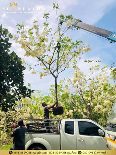 ต้นคูนขาว ขนาด 4 นิ้ว