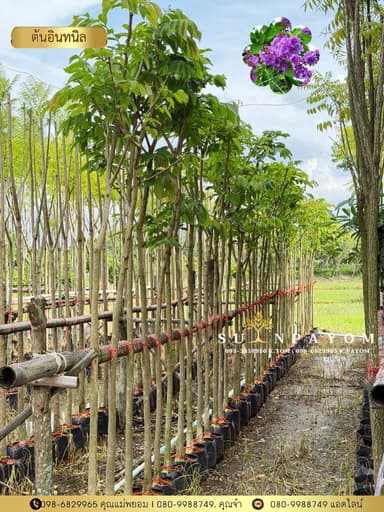 ต้นอินทนิล 1.5 นิ้ว สูง 2.5 เมตร