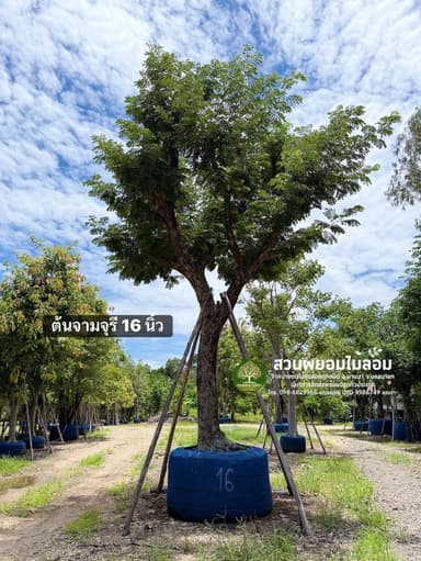 ต้นจามจุรี 16 นิ้ว