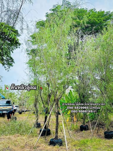ต้นหลิวลู่ลม 5 นิ้ว