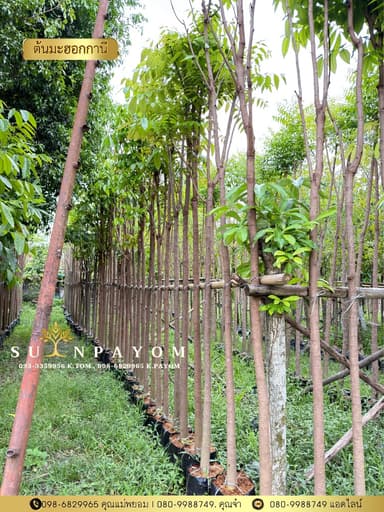ต้นมะฮอกกานี 2 นิ้ว สูง 3 เมตร
