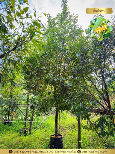 ต้นลำดวน 4 นิ้ว สูง 4 เมตร+