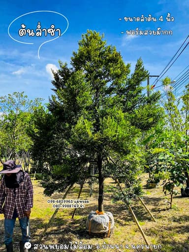 ต้นล่ำซำ 