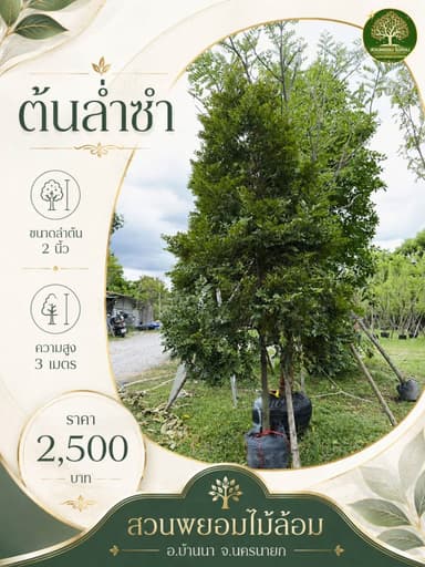 ต้นล่ำซำ สูง 3 เมตร