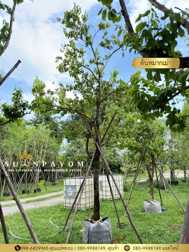 ต้นหมากเม่า 5 นิ้ว สูง 4 เมตร