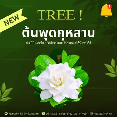 ต้นพุดกุหลาบ 3-4 นิ้ว