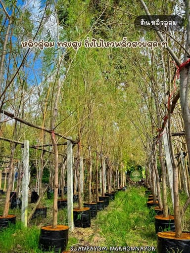 ต้นหลิวลู่ลม 2 นิ้ว สูง 4 เมตร