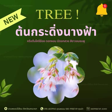 ต้นกระดิ่งนางฟ้า ขนาด 3-4-5 นิ้ว