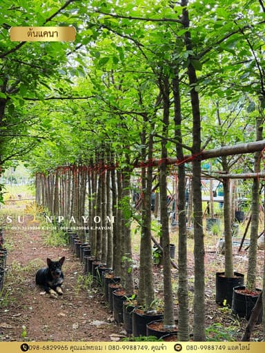 ต้นแคนา 2 นิ้ว สูง 2.5-3 เมตร