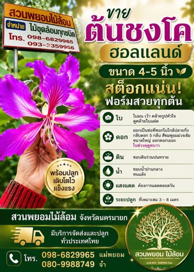 ต้นชงโคฮอลแลนด์ 4-5 นิ้ว
