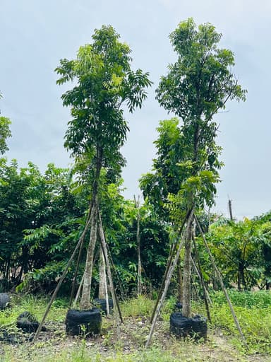 ต้นมะฮอกกานี 6 นิ้ว สูง 6 เมตร